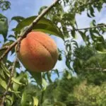 How to Select Fruit Trees for Your Homestead