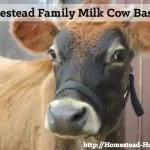 Homestead Dairy Cow Basics