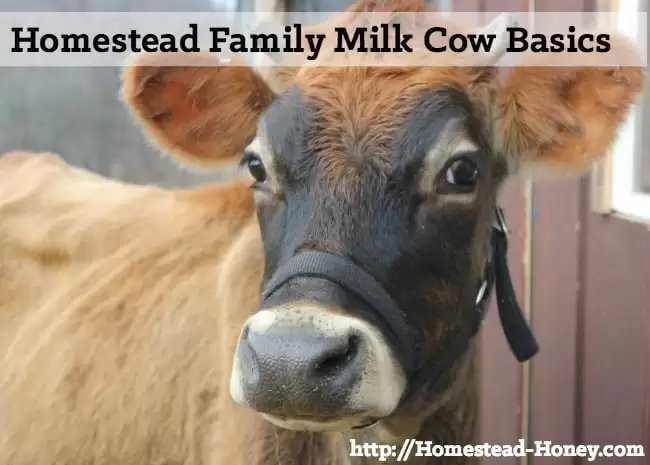 Do you want to bring a family milk cow to your homestead? Start here for a collection of resources and information all about homestead dairy cows. | Homestead Honey