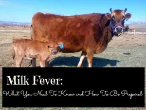 Caring for cows with Milk Fever