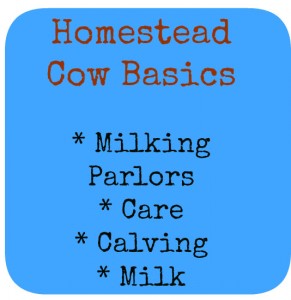 Homestead Cow Basics | Homestead Honey