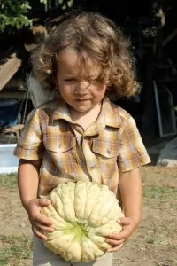 heirloom melon harvest
