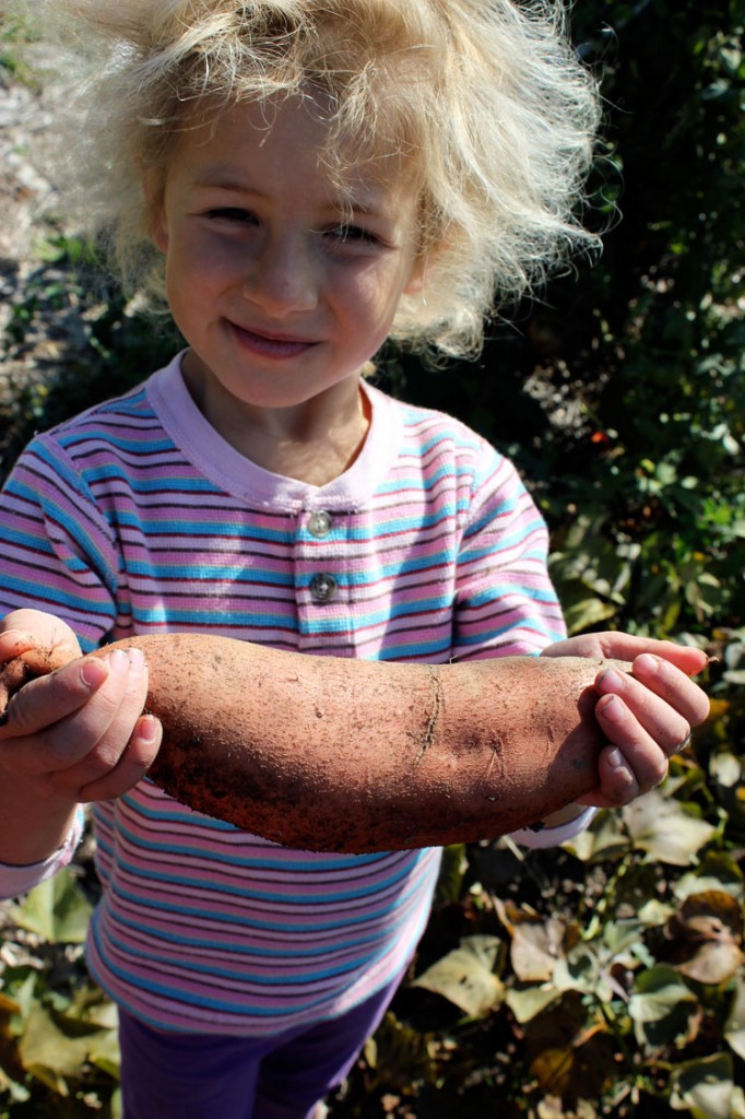 sweet potato harvesting
