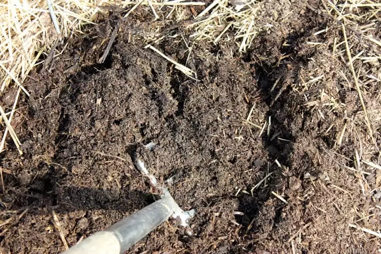 soil in a sheet mulch garden