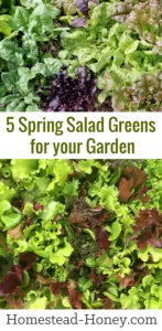 spring salad greens for your garden