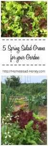 Zip up your salads this spring with these 5 spring salad greens. Easy to grow and delicious! | Homestead Honey