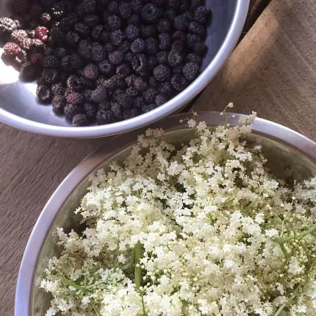 Elderflowers make delicious homemade recipes and remedies