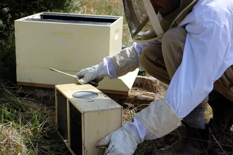 Installing package bees