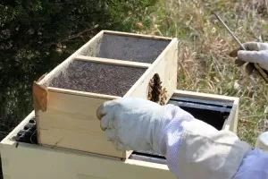 Shaking bees into a hive