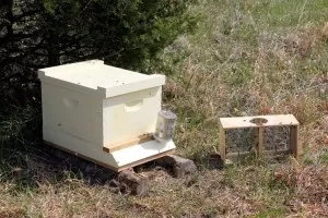 Newly installed hive