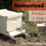 Homestead Beekeeping :: Installing a New Beehive