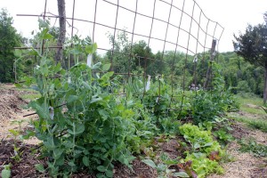 Peas and lettuce planted thickly for a weed-free garden | Homestead Honey