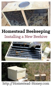 Are you thinking about adding bees to your homestead? Here's the process of installing a new hive, from start to finish, in photos. | Homestead Honey