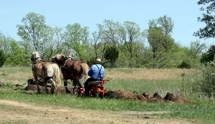 Plowing a new garden space with a team of horses | Homestead Honey