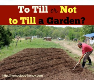 Should you till your garden, or not? | Homestead Honey