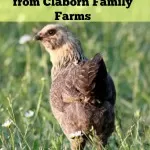 Started Chicks and Ducks from Claborn Family Farms