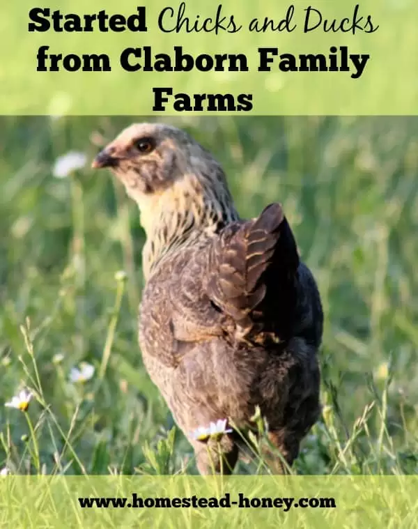 Ordering started chicks and ducks from Claborn Family Farms | Homestead Honey
