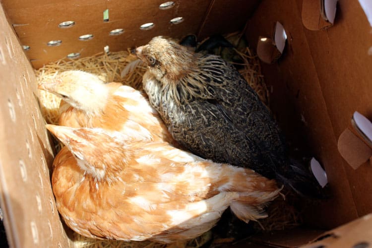 Chicks in their shipment box | Homestead Honey