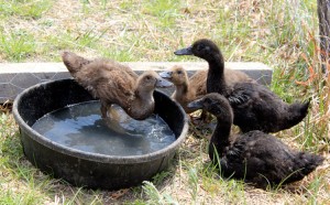 Duck bath! | Homestead Honey