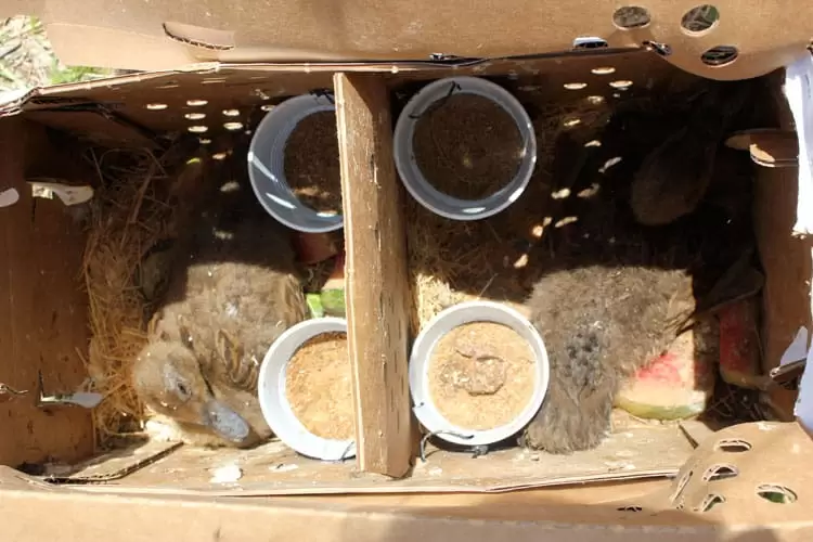 Ducklings in their shipment box | Homestead Honey