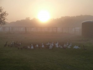 ducks at Claborn Family Farms | Homestead Honey
