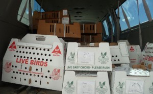 Chicks ready to ship from Claborn Family Farms | Homestead Honey