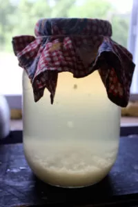 Water Kefir | Homestead Honey