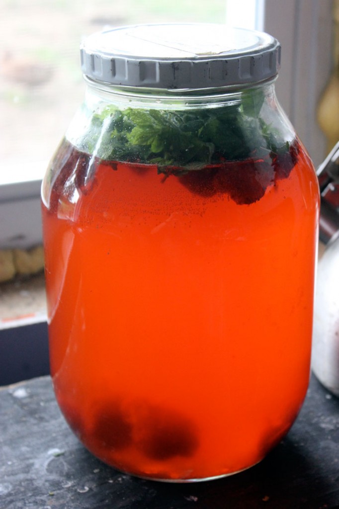 Water Kefir with Strawberries and Lemon Balm | Homestead Honey