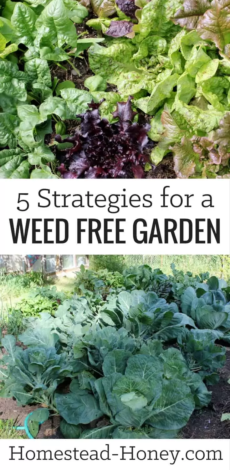 Tired of spending your garden time pulling weeds? Try these 5 simple strategies for a weed free garden and enjoy beauty and abundance instead! | Homestead Honey