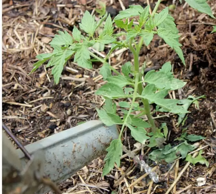 Hand watering tomato plants for a weed-free garden | Homestead Honey