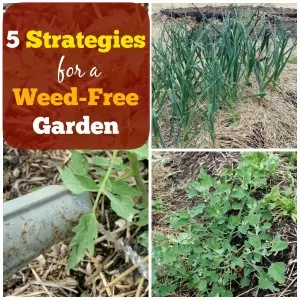 5 Strategies for a Weed-Free Garden | Homestead Honey