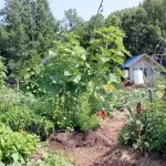 7 Ways to Grow More Food in Less Space with Succession Planting