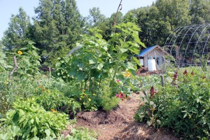 Garden with tool shed - an example of polyculture