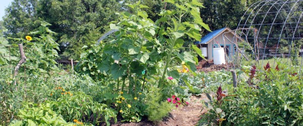 Garden with tool shed - an example of polyculture