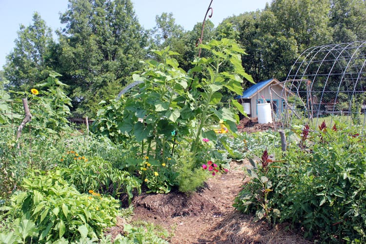 Garden with tool shed