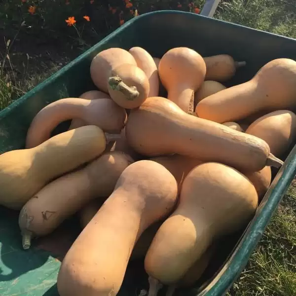 Butternut squash for winter storage | Homestead Honey