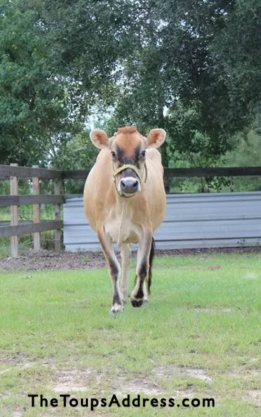 Advice for First Time Cow Owners | Homestead Honey  (Thanks to TheToupsAddress.com for their photo of Belle!)