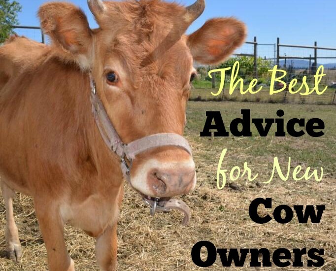 Homesteaders share their best advice for new cow owners | Homestead Honey