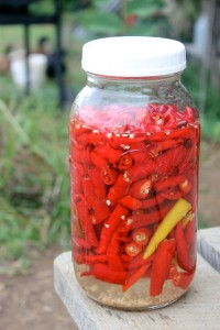 Hot peppers fermenting in a salt water brine | Homestead Honey
