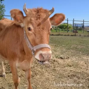 Katie, caretaker of Rosie the cow, and blogger at livinlovinfarmin.com shares her tips for new cow owners! | Homestead Honey