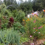 A September Garden Update