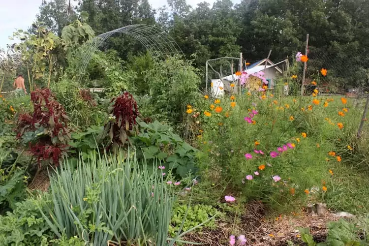 Flowers, brassicas and more! |Homestead Honey