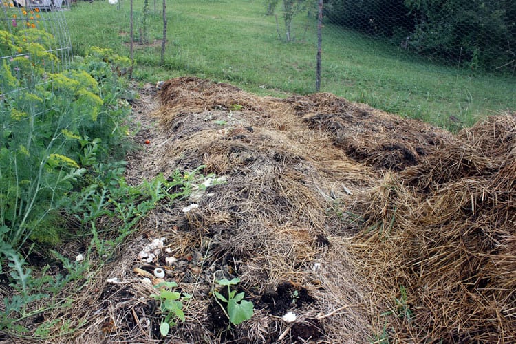 Newly made sheet mulched garden bed | Homestead Honey