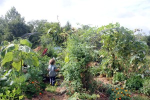 Everettt harvests in the lower garden | Homestead Honey