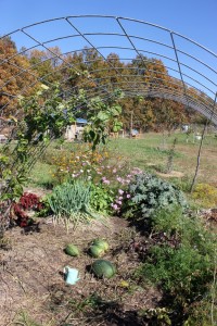 Preparing your garden for Winter. Step Three: Collect Seeds | Homestead Honey https://homestead-honey.com