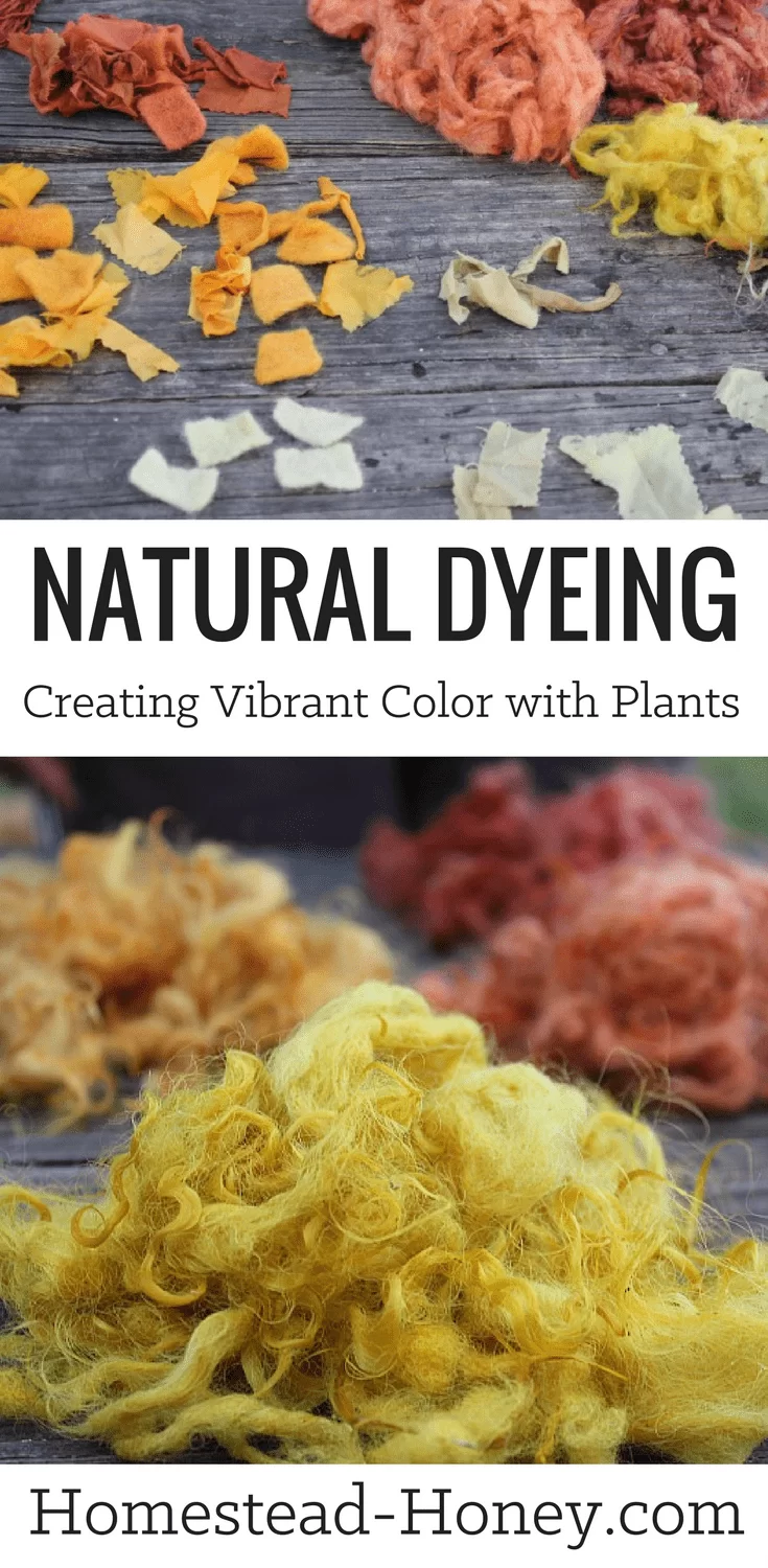 Beautiful, vibrant colors can be achieved in the process of natural dyeing with plants found on your homestead on in your backyard! Some plants that create vibrant color on silk and wool are pokeberries, black walnut, goldenrod, and Tickseed coreopsis. Watch the process from start to finish and see the colors that resulted from the natural dyes! | Homestead Honey