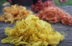 Wool dyed with goldenrod, Bidens, wild sunflower, and pokeberry | Homestead Honey https://homestead-honey.com