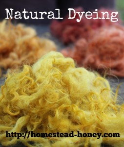 Natural Dyeing - Amazing color from plants on your homestead, or in your backyard! | Homestead Honey https://homestead-honey.com