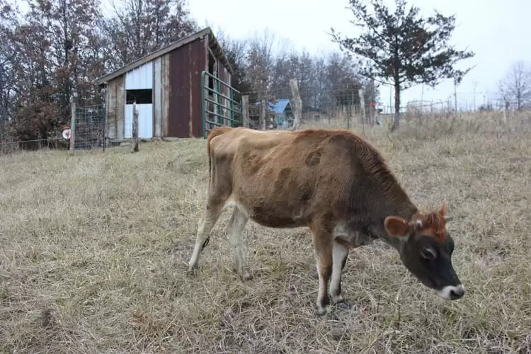 Creme Brulee, our new homested cow, grazing in her pasture. Is purchasing a homestead cow a sound investment? Read more to see what I think! | Homestead Honey
