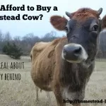 Can I Afford to Buy a Family Milk Cow?
